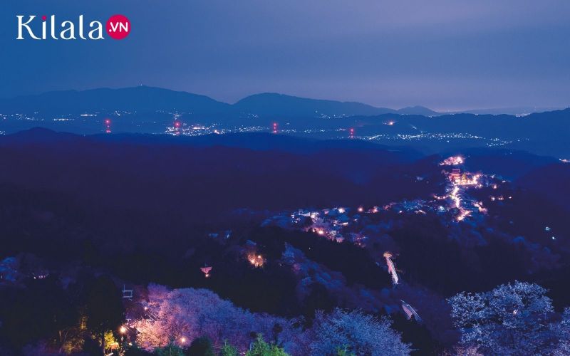 cung đường ngắm hoa vào ban đêm cung đường ngắm hoa vào ban đêm